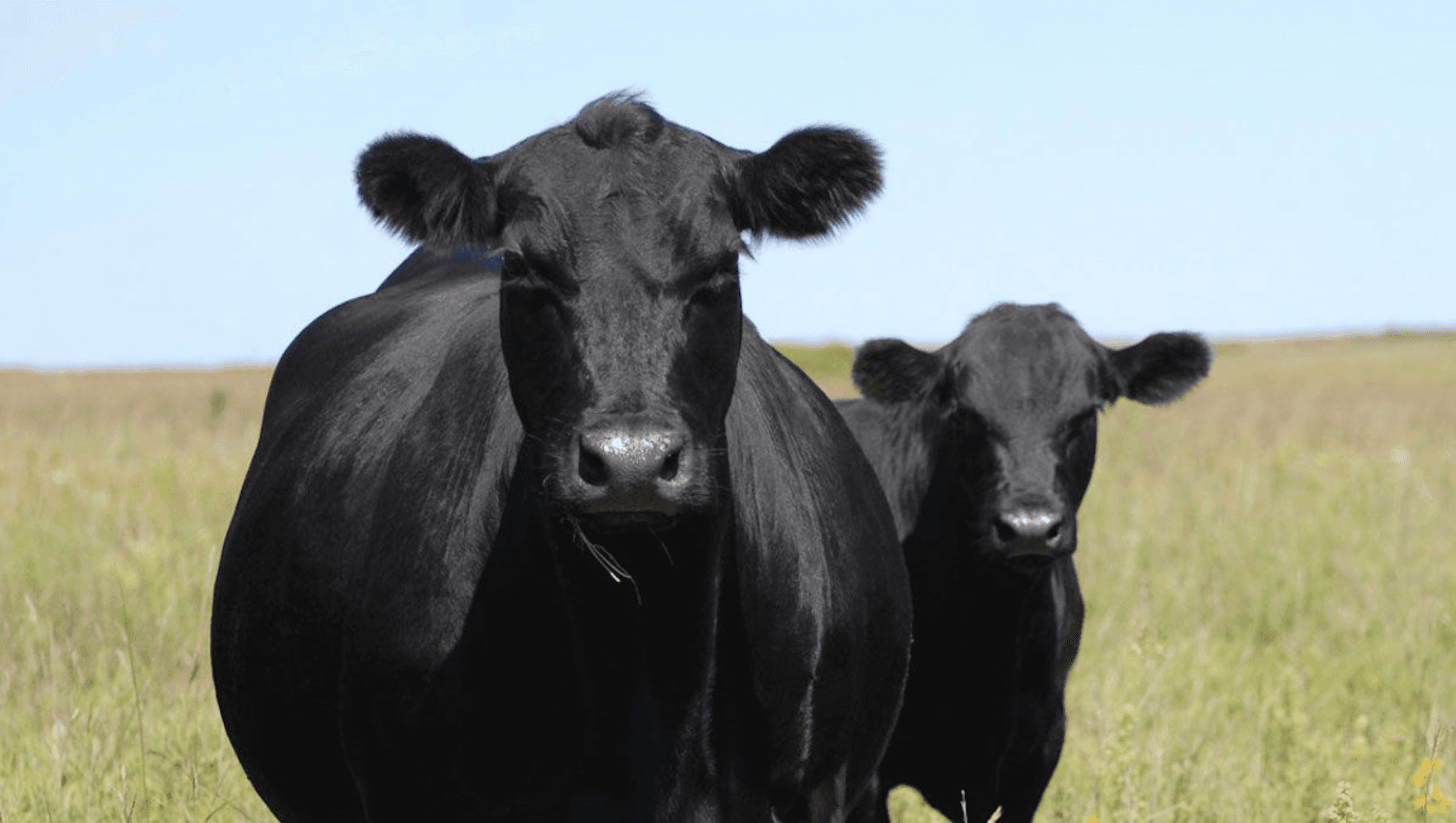 Angus Cow for Qurbani