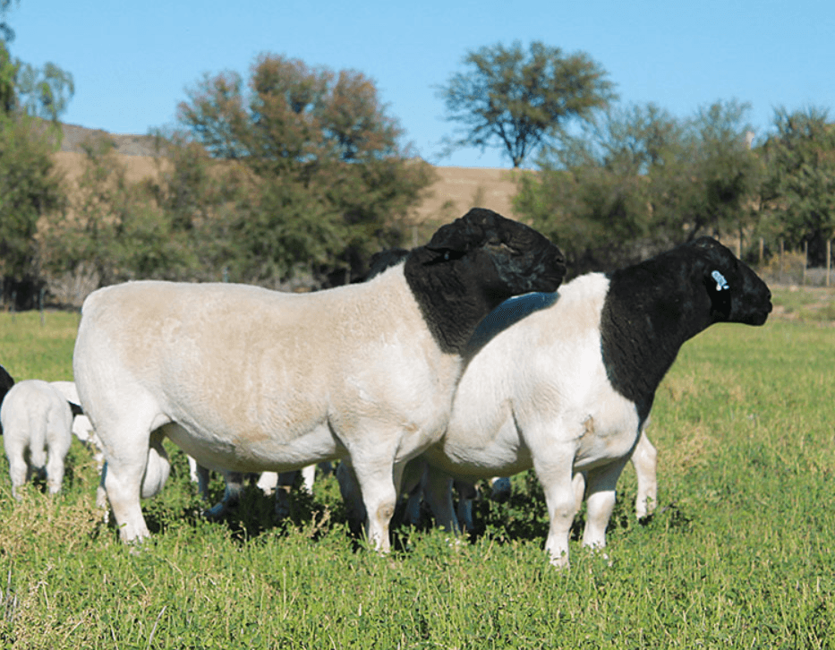 Dorper Sheep for Qurbani