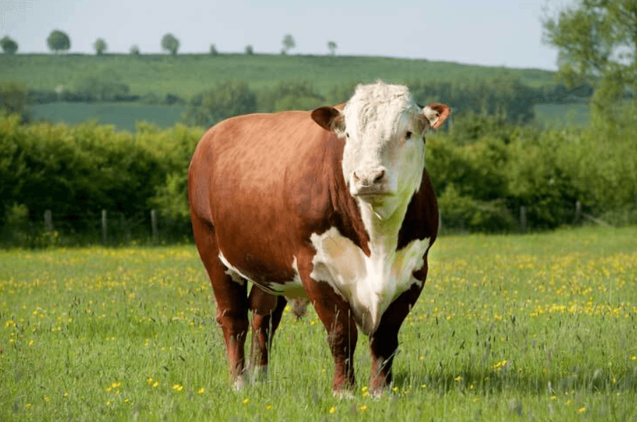 Hereford Bull for Qurbani